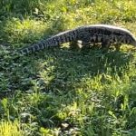 There’s another lizard on the loose, this time in Maine