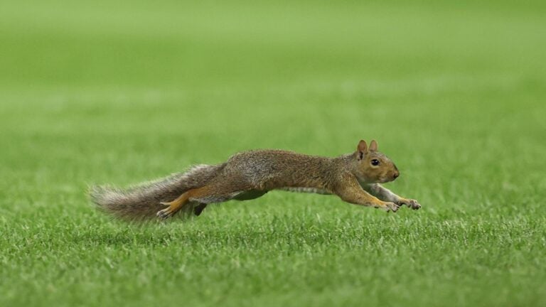 What Red Sox, Yankees said of squirrel who took over Friday’s game
