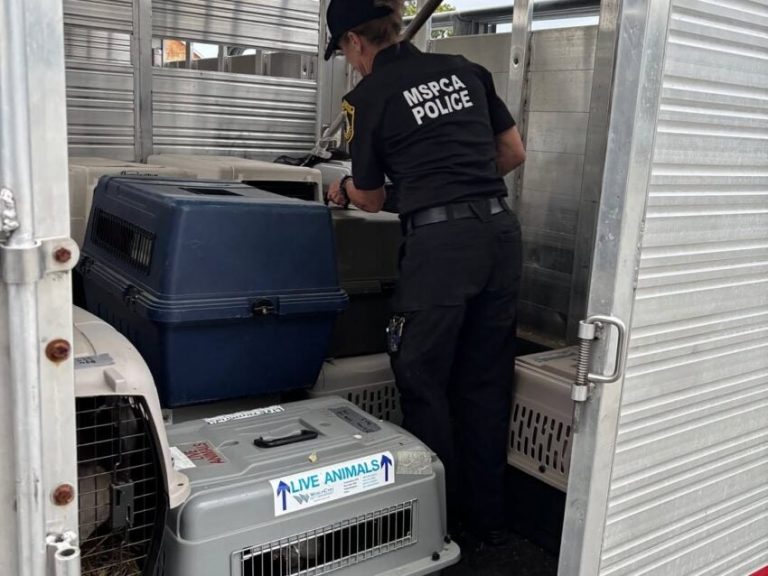 Police remove 115 animals from Mass. home, department says