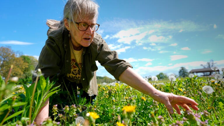 How wild food enthusiasts are reconnecting with nature