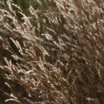 In New England, native grasses let the sun light up a yard