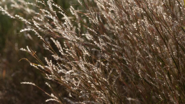 In New England, native grasses let the sun light up a yard