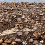 Wildlife officials address horseshoe crabs washing up on beaches