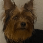 Couple made up ‘free sign’ story to get rid of dog