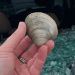 Nantucket seagull apparently smashes car window with clam