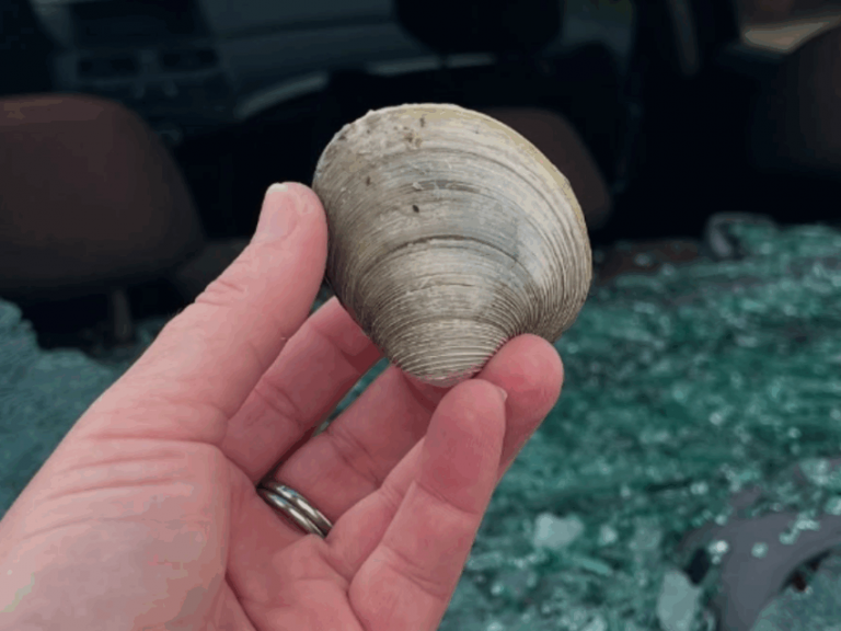 Nantucket seagull apparently smashes car window with clam
