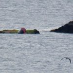 2 South Shore beaches closed after white shark-seal ‘interaction’