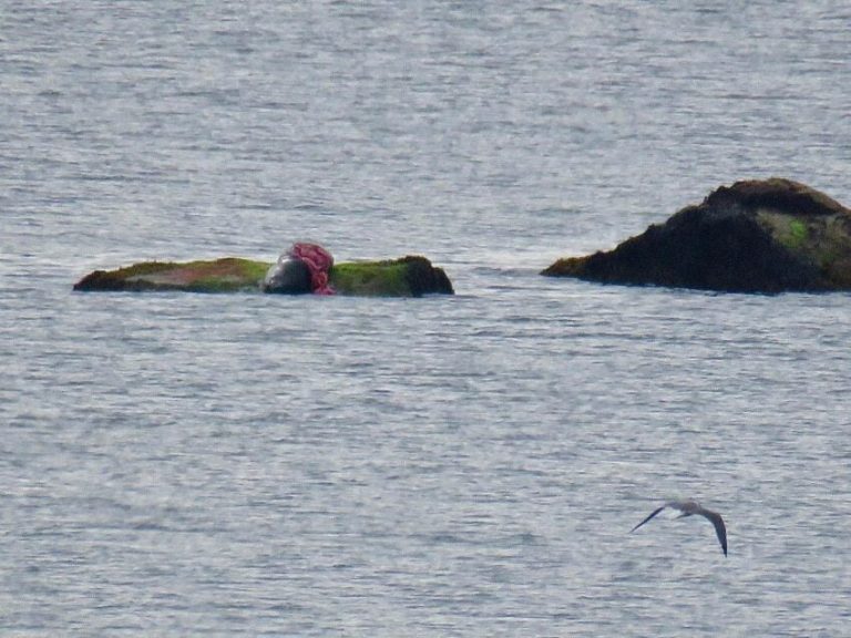 2 South Shore beaches closed after white shark-seal ‘interaction’