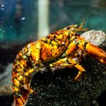 Seasonally appropriate 1-in-30 million orange-and-black lobster caught by Gloucester fisherman