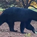 Townsend police warn residents after bear reportedly kills goat, targets chickens