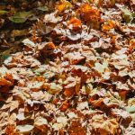 Should you ‘leave the leaves’ in your yard this fall?
