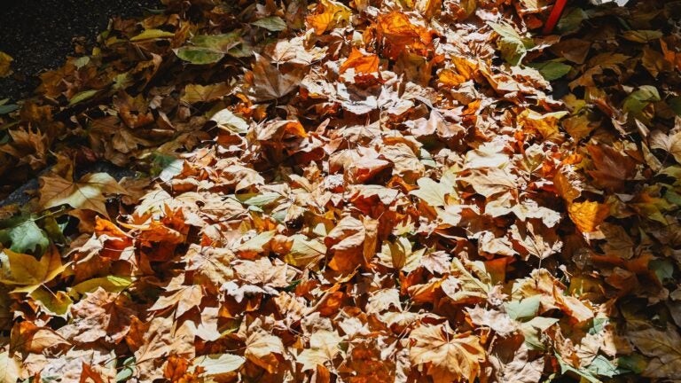 Should you ‘leave the leaves’ in your yard this fall?