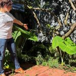 A long-lost ancient Roman artifact reappears in a New Orleans backyard