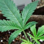 Petitioners wanting to repeal marijuana accused of misleading voters