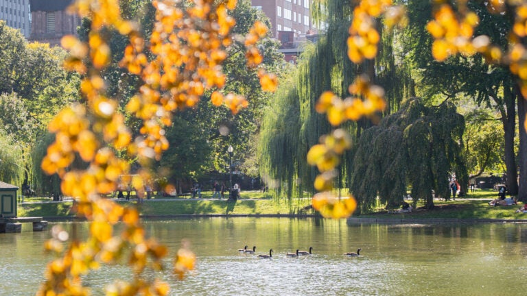 What Bostonians are listening to in the Common right now