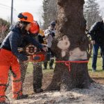 In Canada, Wu helps chop down Boston’s Christmas tree