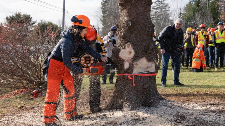 In Canada, Wu helps chop down Boston’s Christmas tree