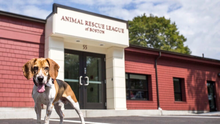 Boston animal shelter organization receives $2 million construction donation