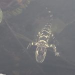 Alligator rescued from Charles River