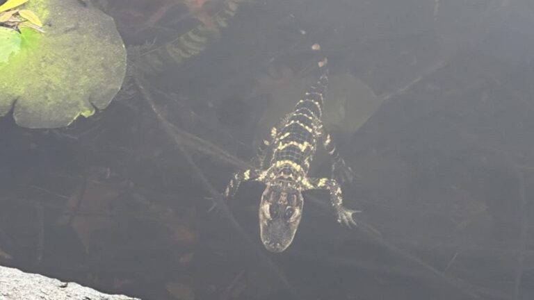 Alligator rescued from Charles River