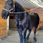 RIP Jay, dedicated Mass. State Police mount